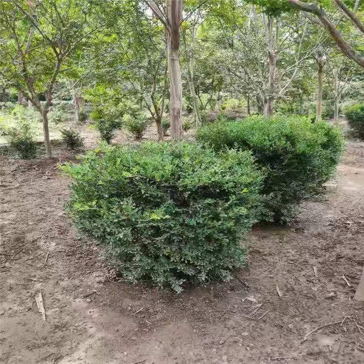 山东绿化瓜子黄杨价格 瓜子黄杨基地直销