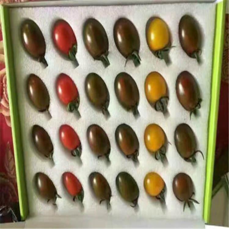 抗番茄黄化卷叶病毒西红柿苗 抗病毒西红柿苗