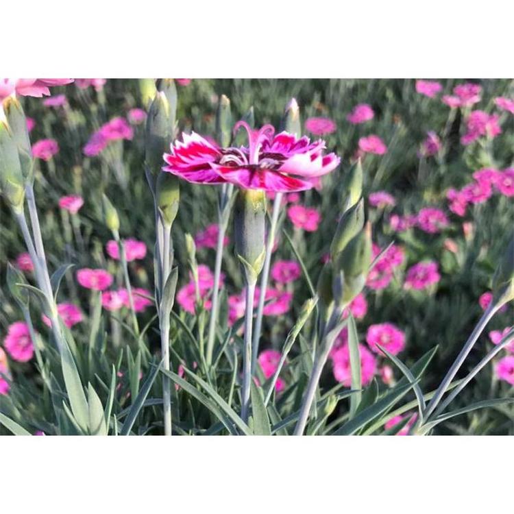 山东彩虹石竹 彩虹石竹价格 彩虹石竹种植基地