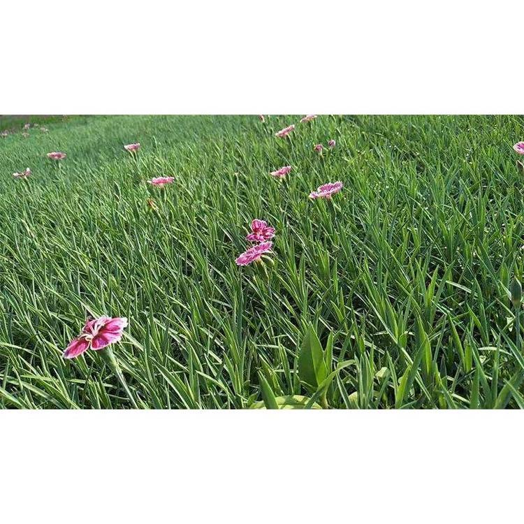 彩虹石竹-蓝溪花卉-彩虹石竹价格-彩虹石竹基地