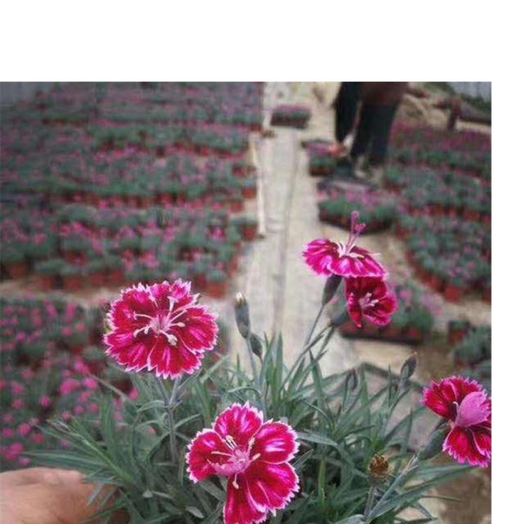 山东彩虹石竹批发找蓝溪花卉_彩虹石竹种植基地