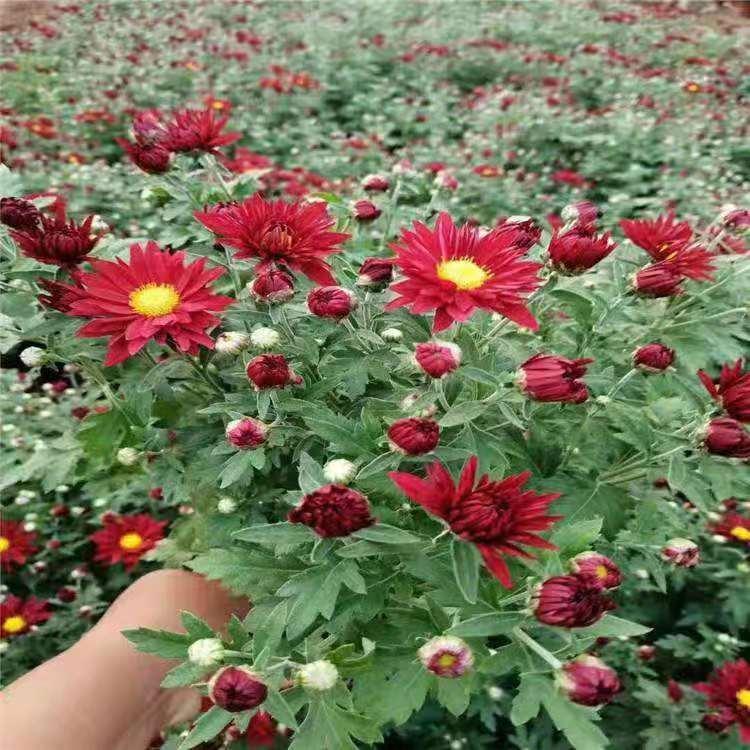山东国庆菊种植基地 十月一花卉价格_报价