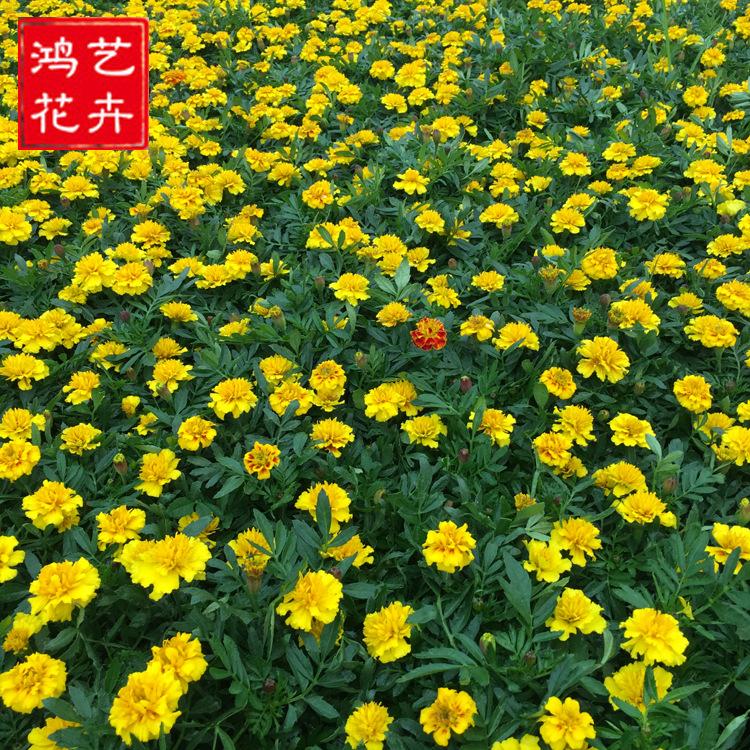 孔雀草时令花卉盆栽阳台庭院植物鲜切花批发一二年生花卉孔雀草苗
