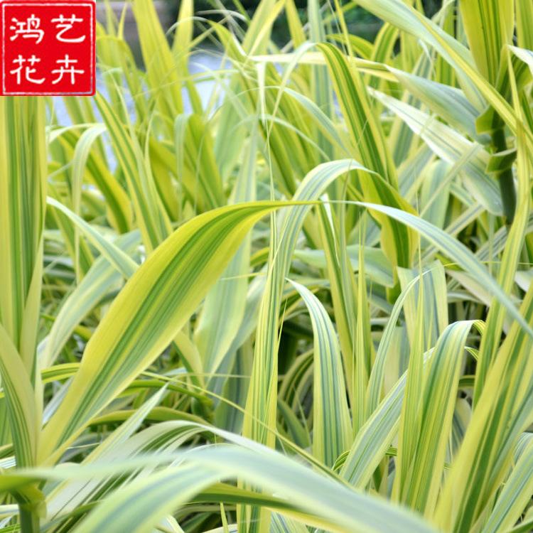 供应花叶芦竹工程绿化苗木水生植物 公园绿化美观量大优惠