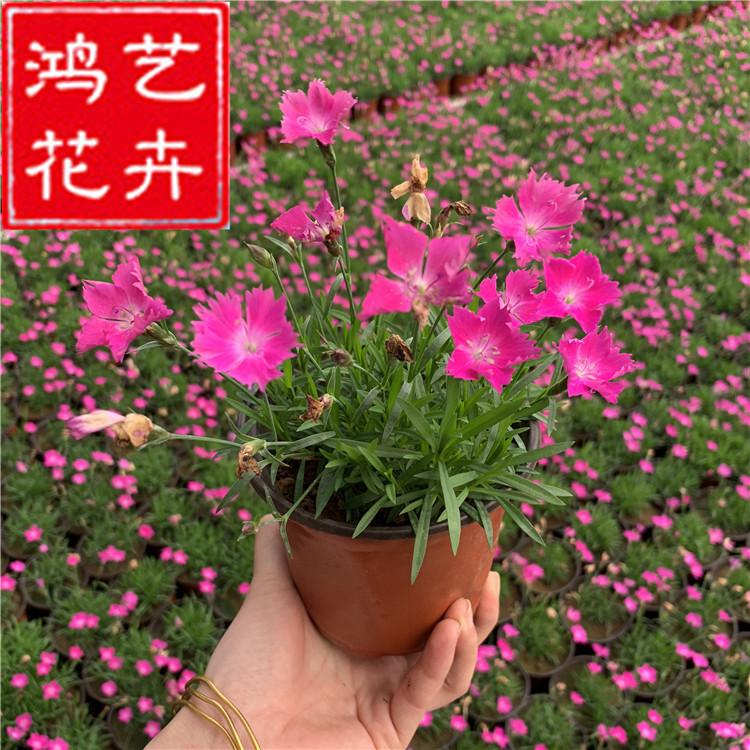 欧石竹 工程景观 开花的草坪 ##石竹 耐寒耐干旱耐踩踏 公园林
