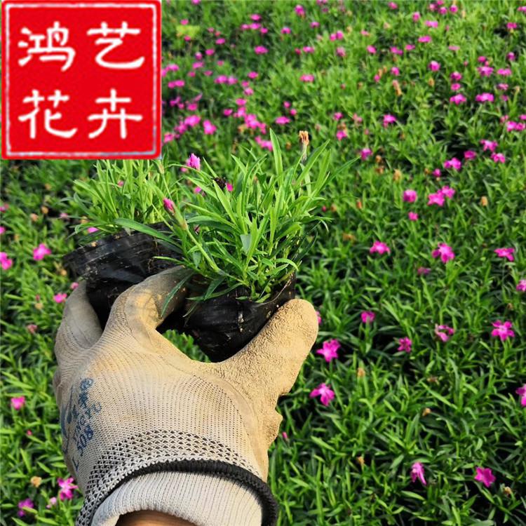 花卉基地直批直供欧石竹 道路景观美植