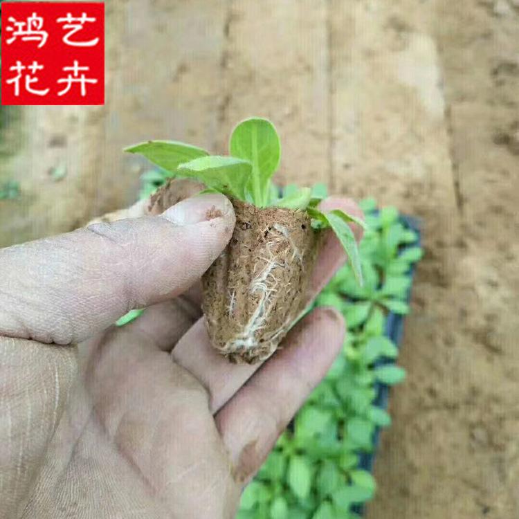 批发矮牵牛苗 穴盘苗种苗小苗 花卉盆栽 花卉基地批发草花小苗