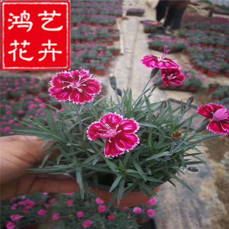 灰蓝石竹 大盆花卉青州花卉基地直批 应季时令景观花卉直销 石竹