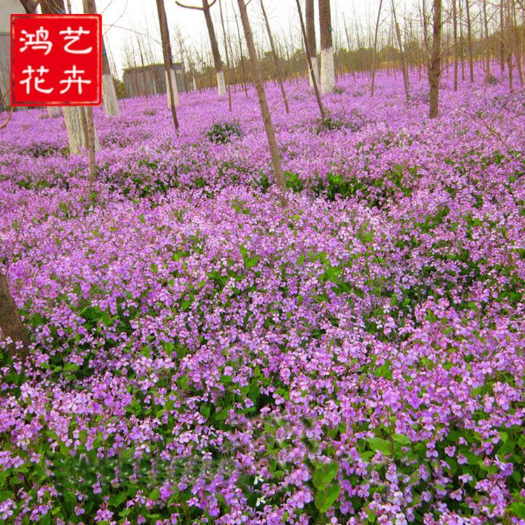 大量批发二月兰  二月兰  青州宿根花卉基地 便宜二月兰