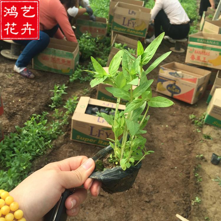 供应水生植物千屈菜 湿地景观工程 河道净化地被绿化植物批发