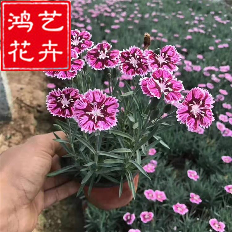 青州地被菊苗 地被菊价格 多年生宿根花卉 市政绿化工程苗木批发
