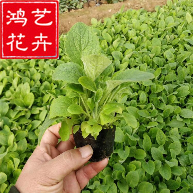 苗圃直销宿根草花毛地黄小苗 工程用毛地黄杯苗供应商 开花洋地黄