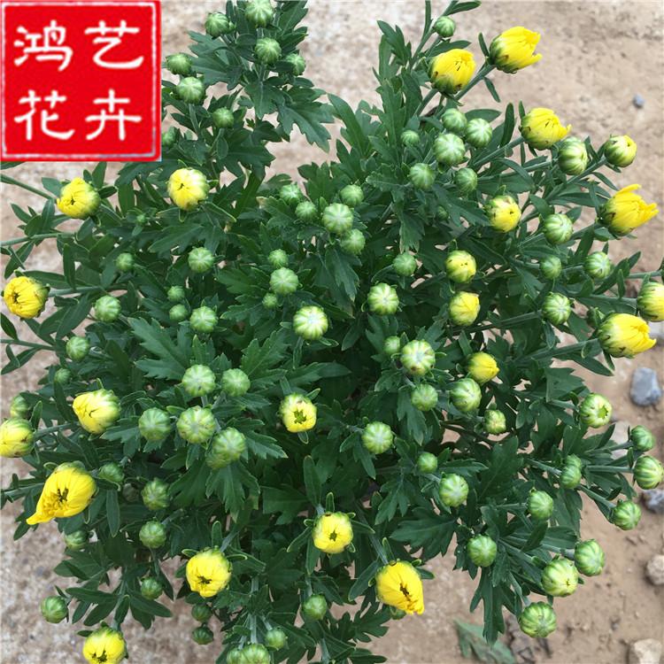 国庆菊价格  国庆菊种植基地 红色黄色国庆菊直销