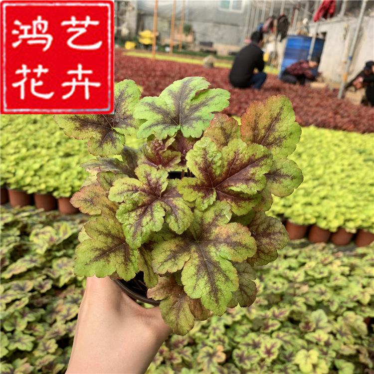矾根 园林工程立体墙体绿化彩叶耐寒庭院地被植物 花卉基地直销
