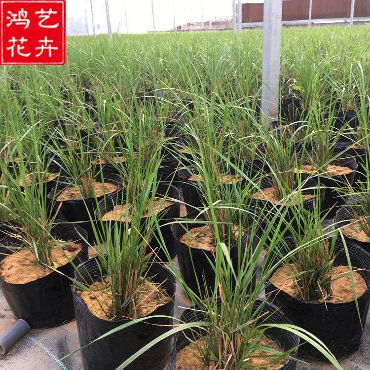批发拂子茅 花坛盆栽园林绿化环境植物 易生长耐干旱卡尔拂子茅