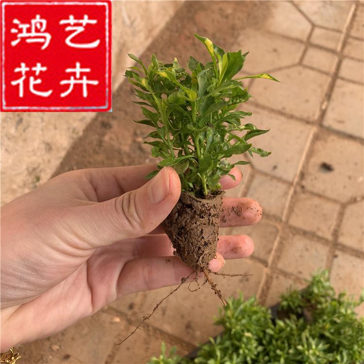 五色草穴盘苗 青州花卉基地批发时令草花红绿草锦绣苋五色草花苗