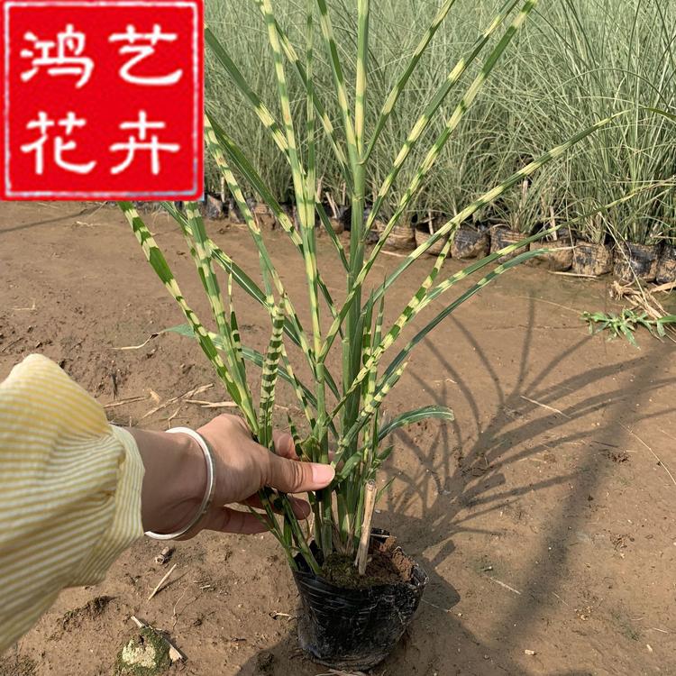 斑叶芒小苗批发 湿地绿化观赏草 青州花卉 观赏草市场 斑叶芒苗木