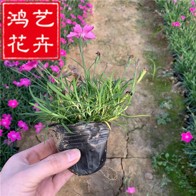 欧石竹钵苗 节气时令花卉 花坛花境工程用苗木花卉 欧石竹营养钵