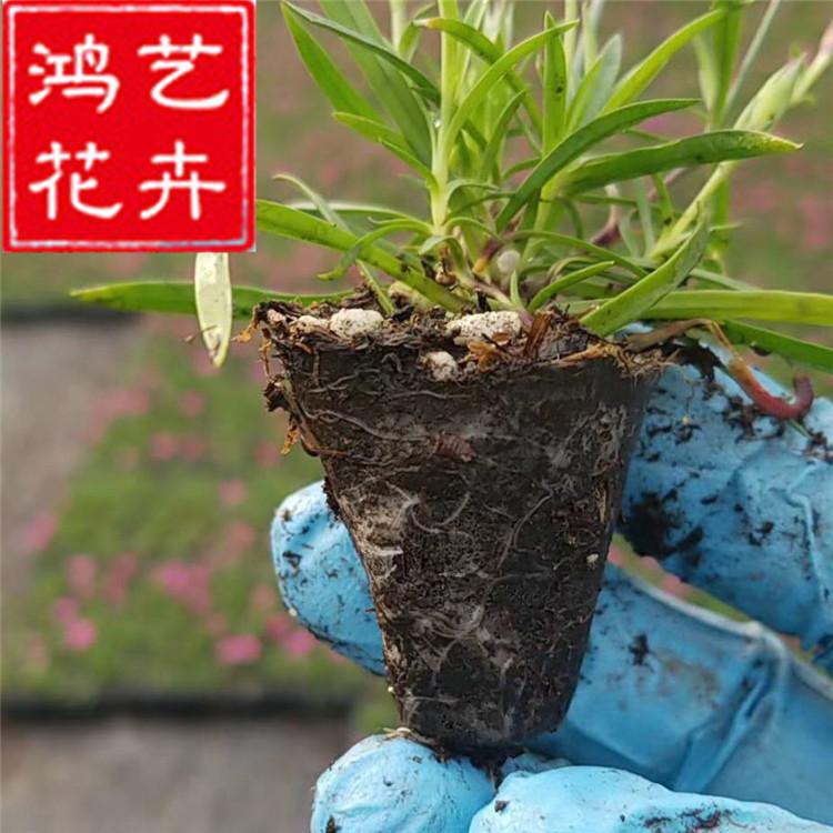欧石竹穴盘苗 ##石竹 景观经典 道路景致 青州花卉基地直发