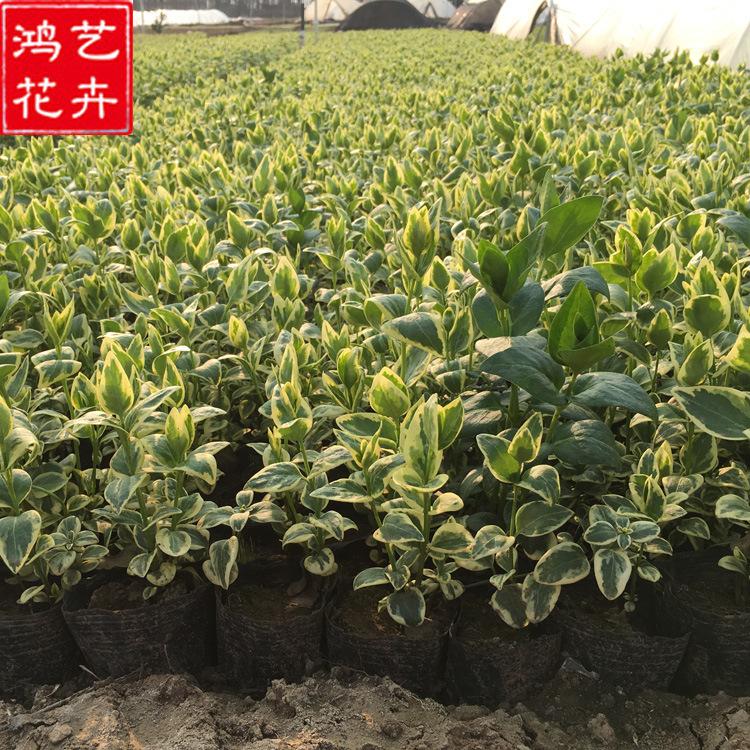 花叶蔓长春 常绿观叶爬藤植物 藤本植物花叶蔓长春基地批发