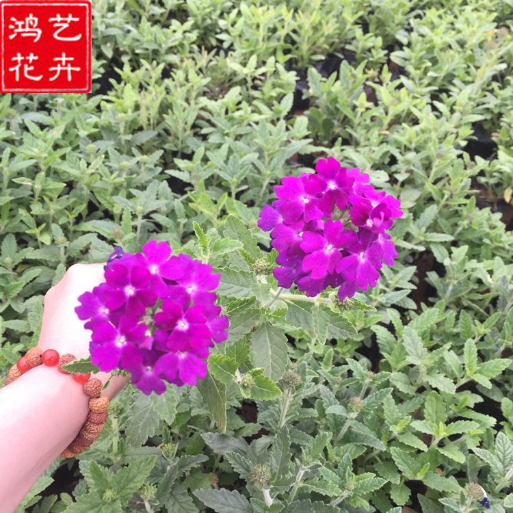 批发美女樱 基地直供 城市街头绿化花坛  货源足 批发细叶美女樱