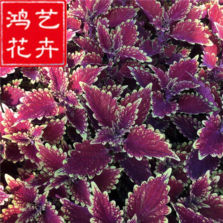 彩叶草批发 大量供应 基地直销 园林绿化 时花供应