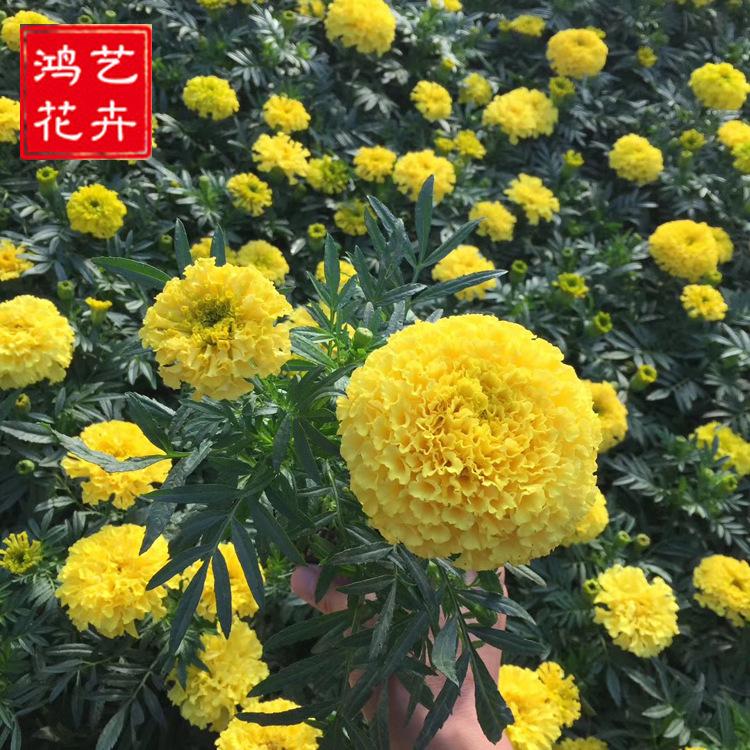 基地直销万寿菊 阳台庭院春夏秋播多年生花形大重瓣 批发万寿菊