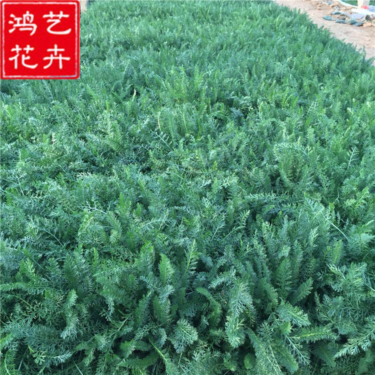 厂家直销家直销花卉种子千叶蓍草 西洋蓍草 家庭园林观赏植物批发