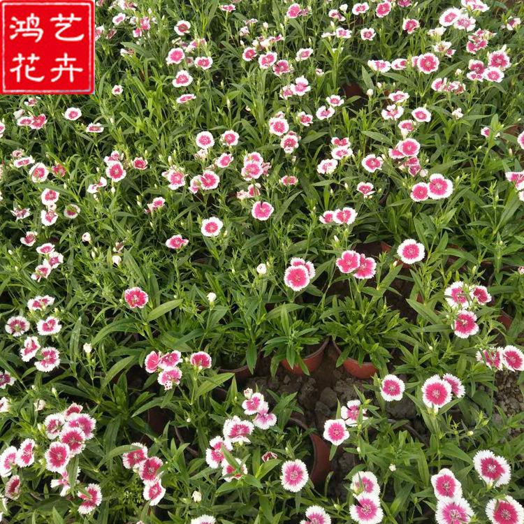 基地直销五彩石竹园林工程绿化盆栽  宿根花卉水生地被 庭院观花