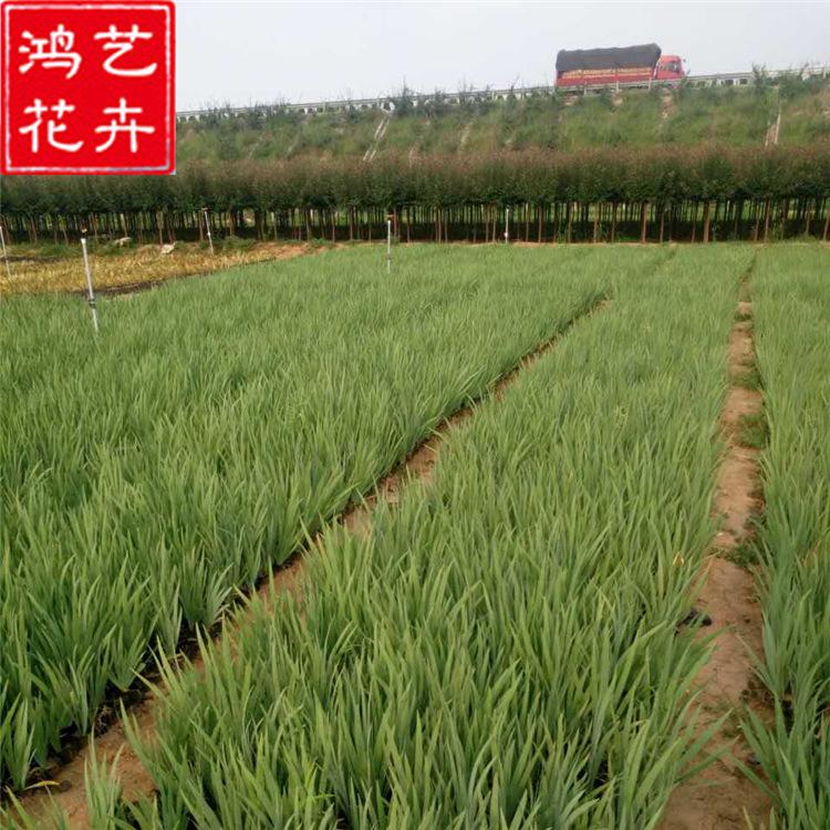 常绿水生鸢尾蓝花鸢尾 宿根花卉水生植物 地被草花种类齐全