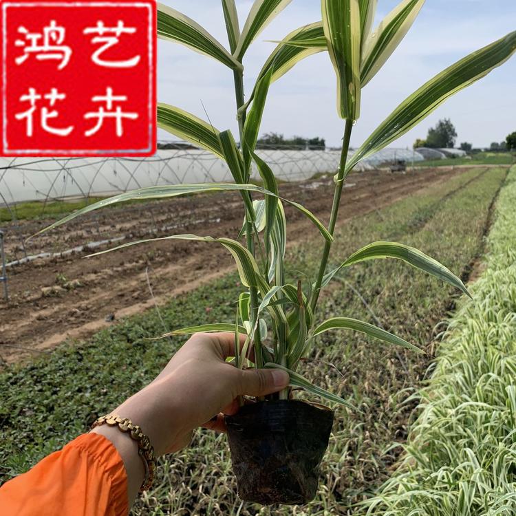 水生植物基地直销 花叶芦竹 净化水质 品种齐全 矮蒲苇 量大价优