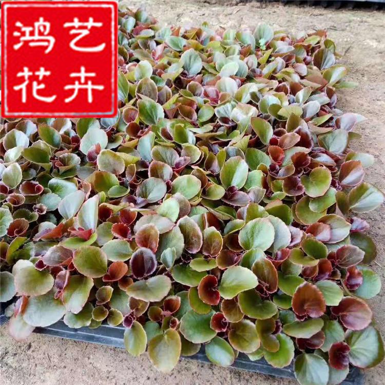 双色盆四季海棠盆栽 营养钵四季海棠 四季海棠穴盘苗 量大优惠