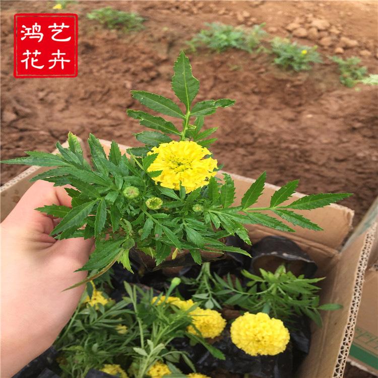 基地直销万寿菊 花形大重瓣 阳台盆栽庭院园林景观 批发万寿菊