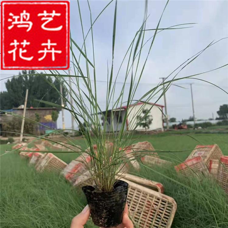 粉黛乱子草 盆栽观赏花境美化观赏草 多年生毛芒乱子草 粉米利草