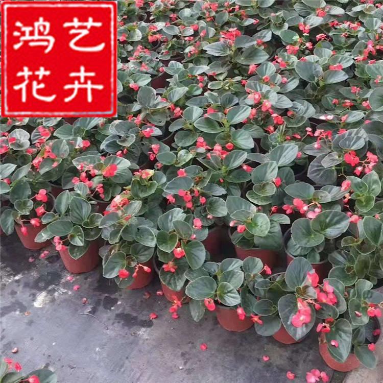 比哥海棠 海棠花苗木 绿植盆栽花卉植物 园林景观工程绿化苗