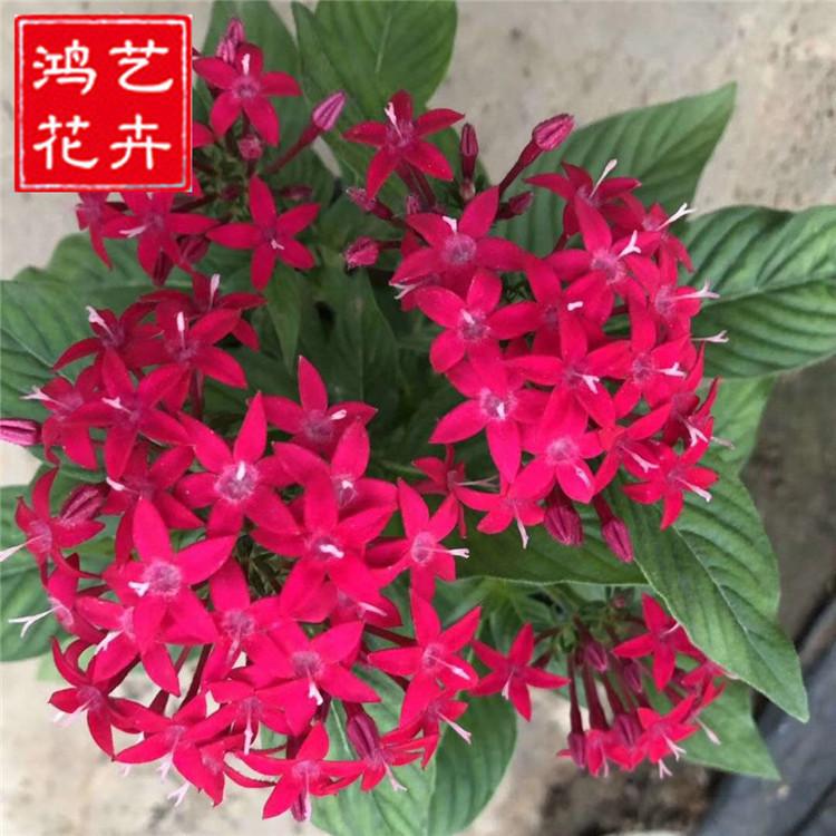 花坛景观花苗批发 繁星花 雨伞星型花卉多色花卉直销