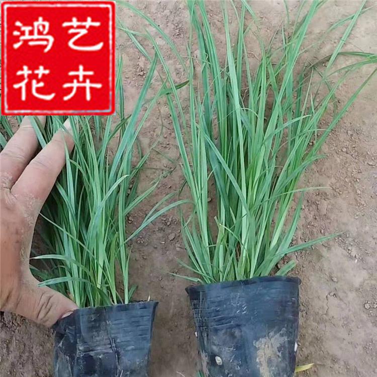 青州崂峪苔草 青绿苔草 常绿观赏草 园林绿化 盆栽 宿根时令花卉