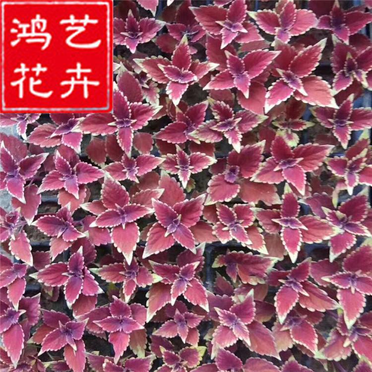 彩叶草穴盘苗 山东草花 金边彩叶草 四季草花基地批发 品种齐全