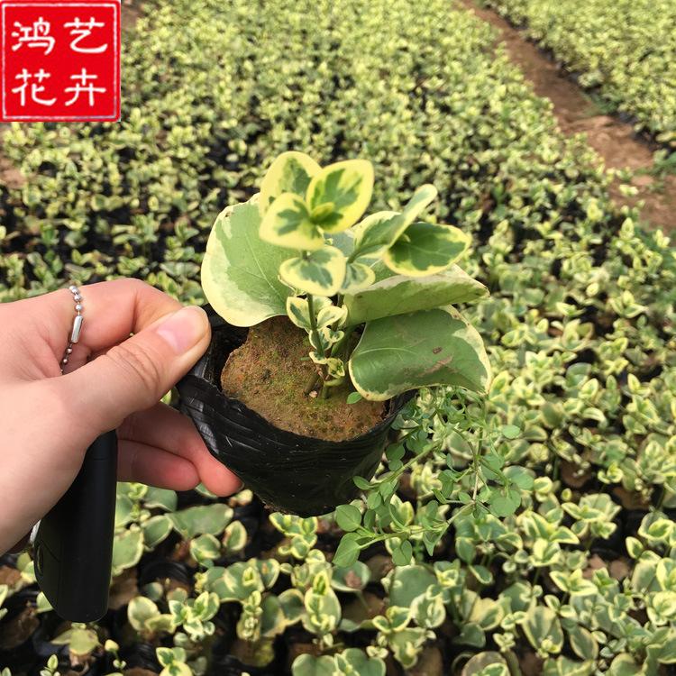 供应花叶蔓长春花苗木 爬藤植物 灌木类绿化工程 量大优惠