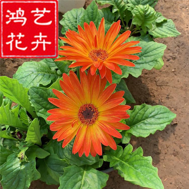 菊花种苗供应生态非洲菊种苗 原产地直销批发非洲菊苗菊花苗