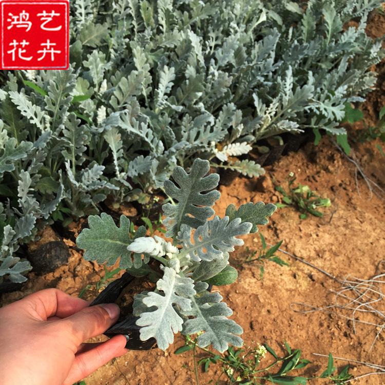 一二年生银叶菊  大量批发多年生草本银叶菊 青州四季草花基地