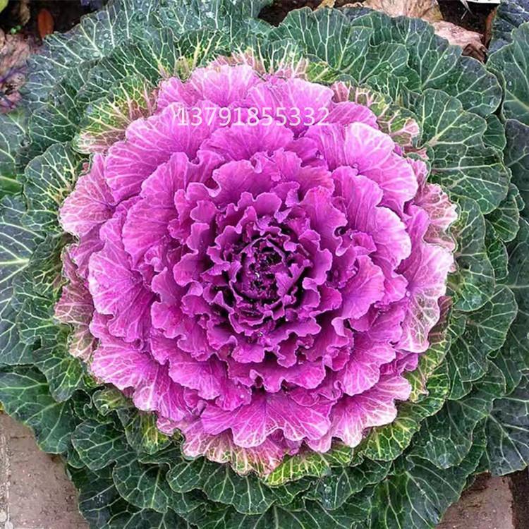 冷季草花  羽衣甘蓝  有羽衣甘蓝基地  山东草花宿根花卉基地