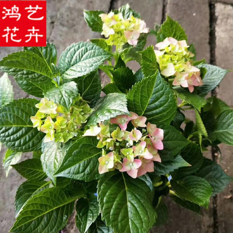 批发盆栽绣球花 变色花 庭院花坛绿化植物 花卉基地批发供应