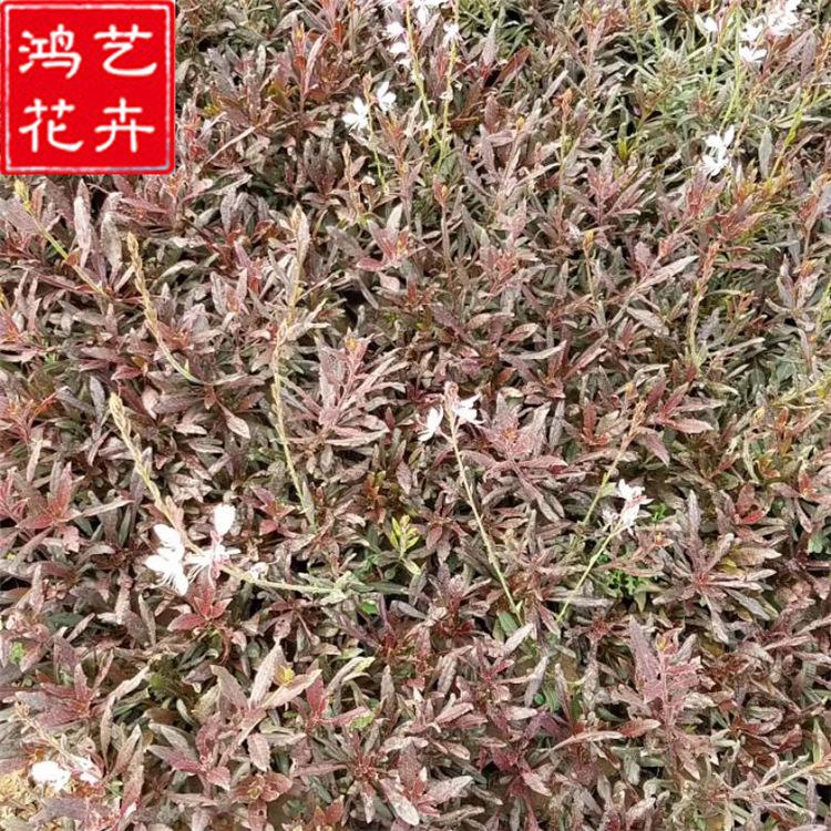 批发宿根花卉植物山桃草苗庭院市政绿化 客厅观赏植物山桃草盆栽