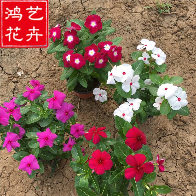 供应批发苗木 天天开 山东青州大量批发棵大艳丽长春花 金达莱