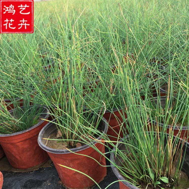 基地直销灯芯草 园林绿化盆栽 水生植物净化水质 量大优惠