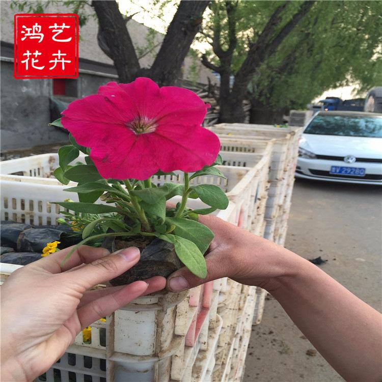矮牵牛花 地被草花苗时令花卉绿植盆栽批发矮牵牛小苗庭园植物