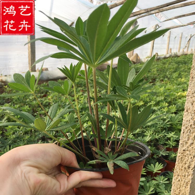 基地直发 鲁冰花大盆苗 基地直销批发 鲁冰花种苗 鲁冰花价格