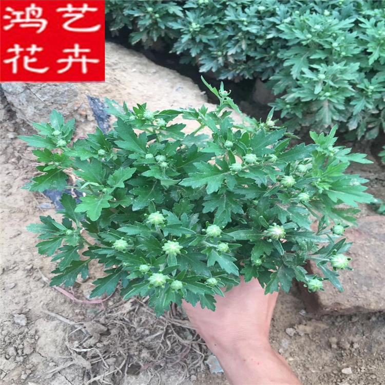 花卉 国庆菊 千头菊 秋季钵苗 多头菊 小菊花 市政花卉园艺用花