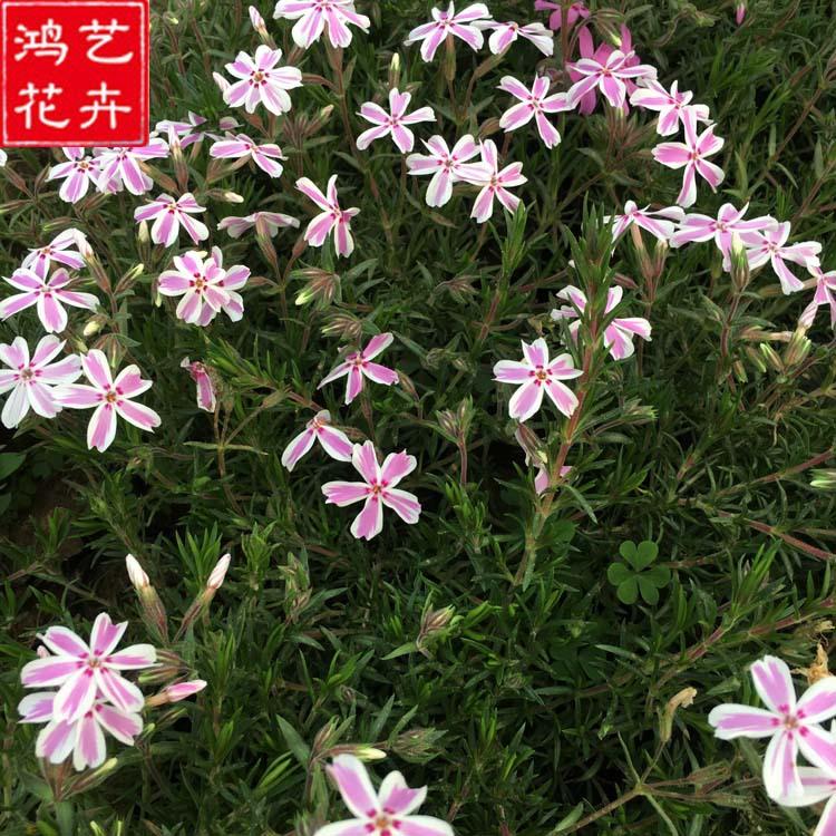 花叶丛生福禄考 花坛盆栽园林景观工程 耐寒宿根多色花景区绿化
